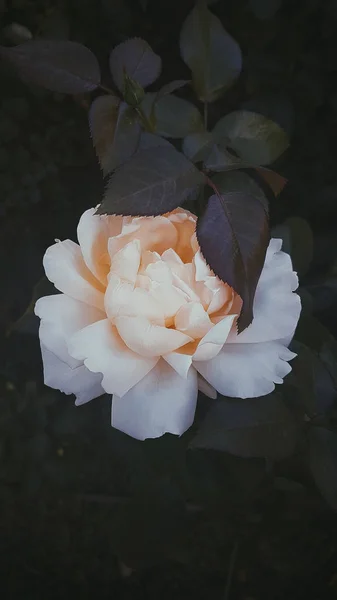 Квітковий Кущ Ніжні Троянди Впритул Трояндовий Сад — стокове фото