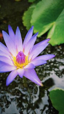 Nilüfer, Asya Tavel fotoğraf