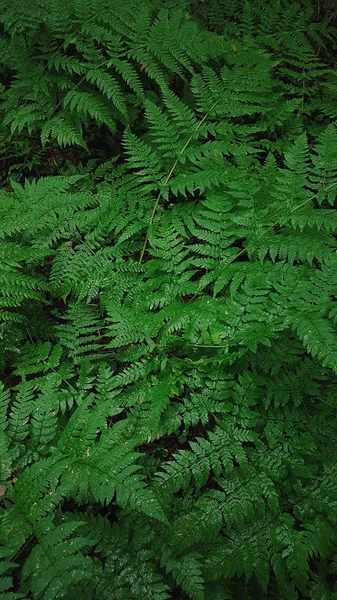 Fern leaves close up, Summer in the village — Stock Photo, Image