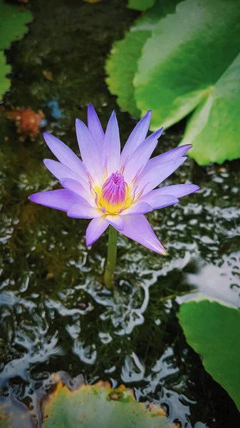 Purple Water Lily, Asia Travel, Thailand Flora