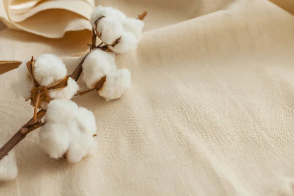 Cotton Branch Cotton Fabric — Stock Photo, Image