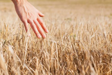 Mavi gökyüzü altında hasat edilmiş buğday tarlası