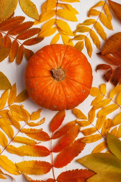 Balkabağı ve böğürtlenlerle sonbahar sınırı