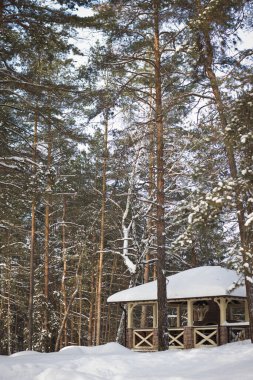 Köknar ormanında soğuk bir sabah