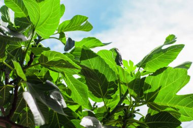 Güneş ışığında yeşil ağaç yaprakları