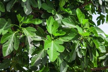 Güneş ışığında yeşil ağaç yaprakları