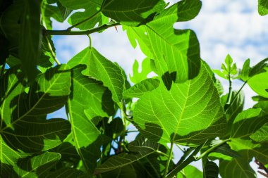 Güneş ışığında yeşil ağaç yaprakları