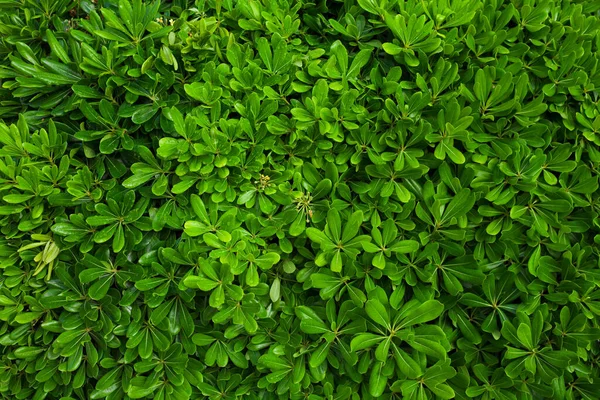 Yeşil Yaprakların Katı Arkaplanı — Stok fotoğraf