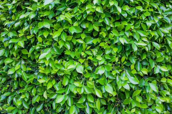 Stevige Achtergrond Van Groene Bladeren — Stockfoto