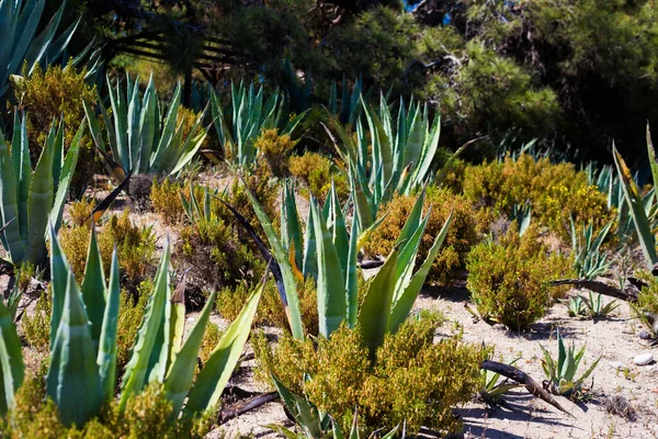 Grande Cactus Una Spiaggia Sabbiosa — Foto Stock