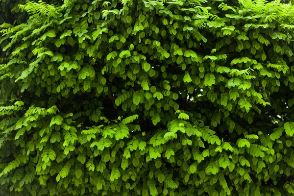 Groene Verse Bladeren Solide Achtergrond — Stockfoto