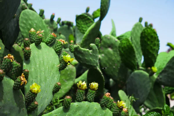 Muchos Cactus Florecientes Contra Cielo —  Fotos de Stock