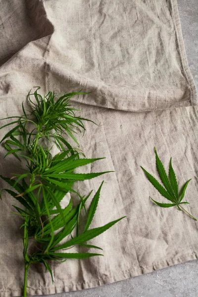 Kenevir yapraklarından kumaş üretimi