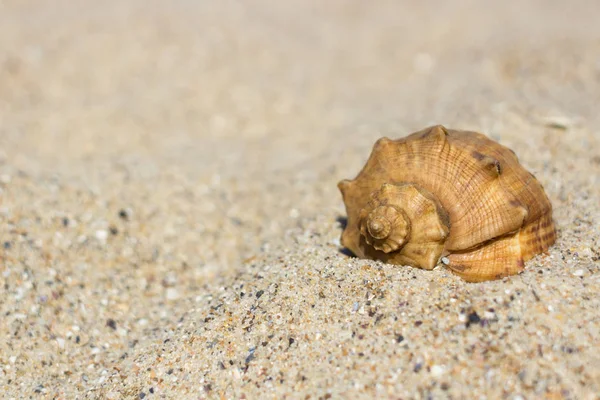 ビーチでカタツムリの殻 海の海岸 砂の中の貝の殻 夏の残り スパイラル形状はシェル 貝殻のパターン 熱帯の風景 夏休みからのお土産 海海岸 海水を濡れています — ストック写真