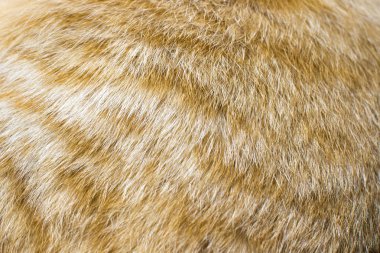 Kırmızı tekir kedi pinekleme. Kırmızı kedi oturan ve kameraya bakıyor. Kırmızı şeritli ceket yakın çekim. Kırmızı kedi yakın kadar uyur. Kızıl saçlı kedi. Kırmızı renk bir hayvan. Ev evde beslenen hayvan uyuyor. Kedi yüz yakın çekim. Sakin ol. Dengesini korumak. Kızıl saçlı bir hayvan.