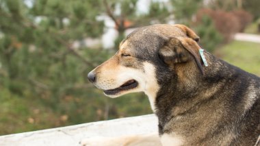 Evsiz köpek ile kulak küçük bir parça. Memnun köpek. İyi sokak köpeği. Melez köpekler. Sevgi evde beslenen hayvan. Yonga evsiz hayvanlar. Namlu köpek. Köpek doğası.