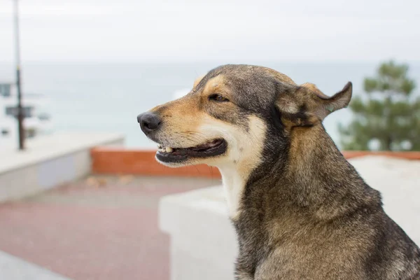 Cão Sem Abrigo Com Chip Orelha Cão Feliz Bom Cão — Fotografia de Stock