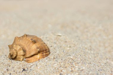 Deniz kabuğu. Kapaklı. Kabuk kum. Yaz manzara. Deniz kum. Okyanus kıyısında. Yaz tatili. Kumsalda sakin ol. Güneşli havalarda. Sıcak ülkelere seyahat. Makro fotoğrafçılık.  