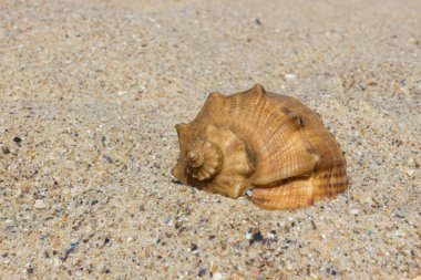 Deniz kabuğu. Kapaklı. Kabuk kum. Yaz manzara. Deniz kum. Okyanus kıyısında. Yaz tatili. Kumsalda sakin ol. Güneşli havalarda. Sıcak ülkelere seyahat. Makro fotoğrafçılık. 