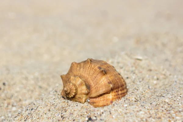 Sea shell. Clamshell. Shell in the sand. Summer landscape. Sea sand. Coast of the ocean. Summer vacation. Relax on the beach. Sunny weather. Travel to warm countries. Macro photography.