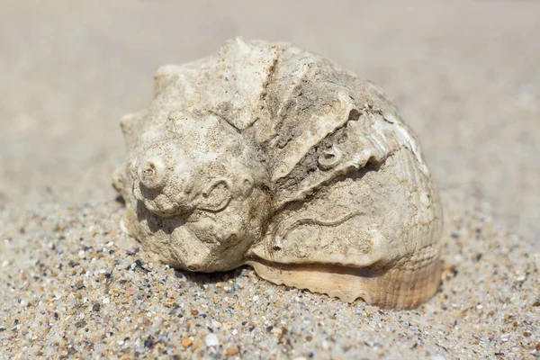 Sea Shell Clamshell Shell Het Zand Zomer Landschap Zee Zand — Stockfoto