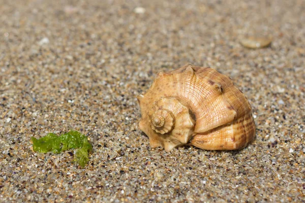 Sea shell. Clamshell. Shell in the sand. Summer landscape. Sea sand. Coast of the ocean. Summer vacation. Relax on the beach. Sunny weather. Travel to warm countries. Macro photography. Seashell pattern. Wet seawater.