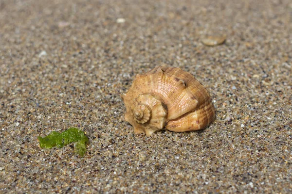 Deniz kabuğu. Kapaklı. Kabuk kum. Yaz manzara. Deniz kum. Okyanus kıyısında. Yaz tatili. Kumsalda sakin ol. Güneşli havalarda. Sıcak ülkelere seyahat. Makro fotoğrafçılık. Seashell desen. Islak deniz suyu. 
