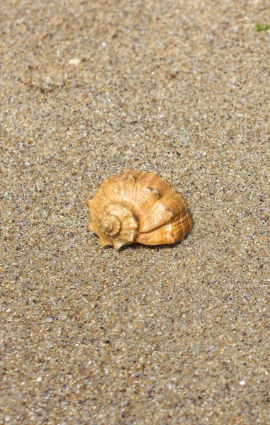 海のシェル 二つ折り 砂の中のシェル 夏の風景 海の海岸 夏休み ビーチでリラックスします 日当たりの良い天気 暖かい国への旅行します マクロ撮影 — ストック写真