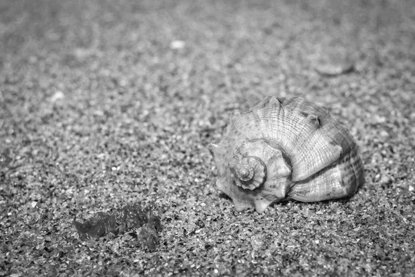 海贝壳 贝壳在沙子里 夏天的风景 海岸的海洋 在海滩上放松一下 晴朗的天气 去温暖的国家旅行 宏观摄影 贝壳图案 湿海水 — 图库照片