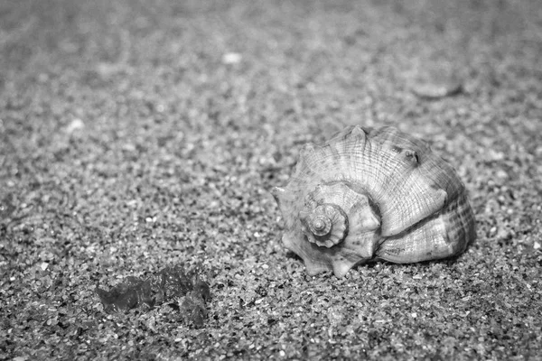 Sea Shell Clamshell Shell Sand Summer Landscape Sea Sand Coast — Stock Photo, Image