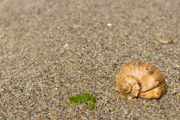 Κοχύλι Clamshell Κέλυφος Στην Άμμο Καλοκαιρινό Τοπίο Άμμο Της Θάλασσας — Φωτογραφία Αρχείου