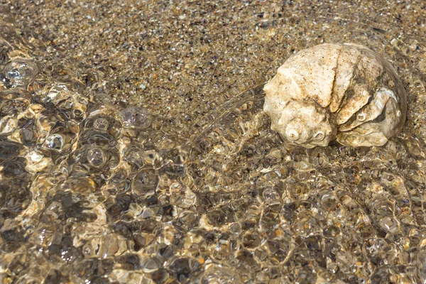 Sea Shell Clamshell Shell Het Zand Zomer Landschap Zee Zand — Stockfoto