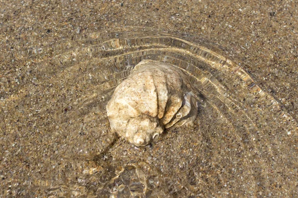 海のシェル 二つ折り 砂の中のシェル 夏の風景 海の海岸 夏休み ビーチでリラックスします 日当たりの良い天気 暖かい国への旅行します マクロ撮影 — ストック写真