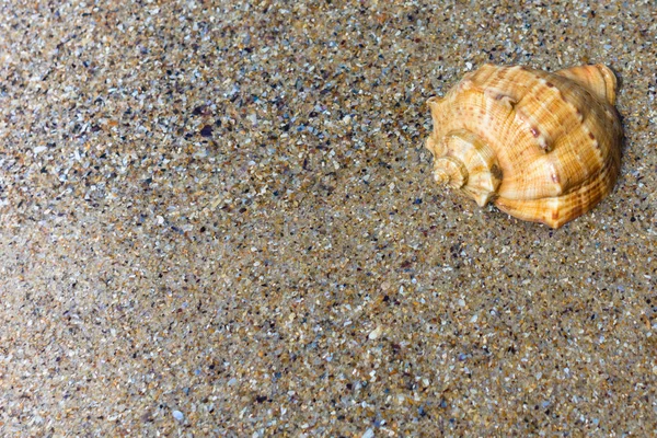 Concha Mar Invólucro Concha Areia Paisagem Verão Areia Marinha Costa — Fotografia de Stock