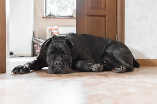 Menacing dog. A dog of a large breed. Domestic dog. Security guard at home. Dog for the protection of the house and territory. Cane Corso blue color. The dog is on guard. Dog near the door. Dog guard near the doors.