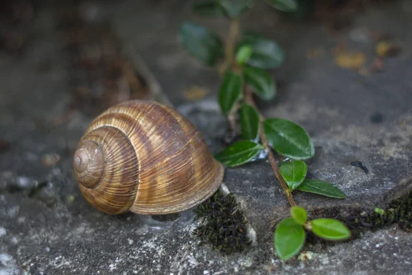 Schnecke Einer Spiralgehäuse Nahaufnahme Schnecke Gehäuse Ein Muster Auf Dem — Stockfoto