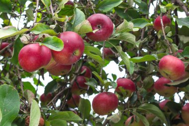 Olgun elma. Kırmızı meyve. Elma ağacı meyve ürün ile. Yeşil ve kırmızı elma. Yaz bahçesinde. Vejetaryen yiyecekler. Elma ağacı üzerinde. Organik gıda. Ekolojik ürün.