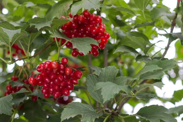Kartopu Çilek Kırmızı Meyveler Kuyusu Varlık Sembolü Faydalı Bitki Ethnoscience — Stok fotoğraf