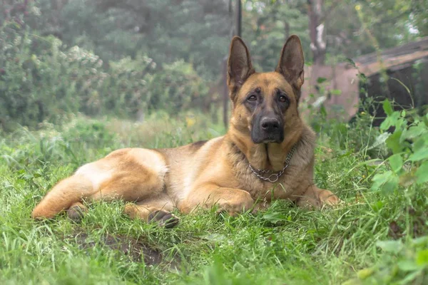Pedigree dog. Education of the German Shepherd. Training a large dog. Pet for a walk. Security guard at home.