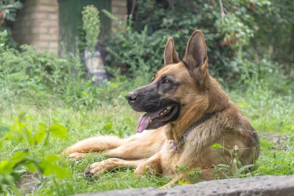 Pedigree dog. Education of the German Shepherd. Training a large dog. Pet for a walk. Security guard at home.