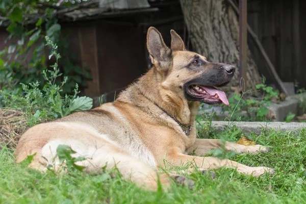 Rodowód Psa Edukacja Owczarka Niemieckiego Ćwiczenie Pewien Duży Pies Pet — Zdjęcie stockowe