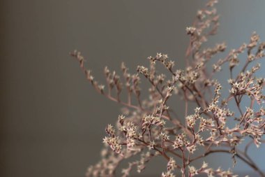 Kuru ince dal. Doğa kayboldu. Japon motifleri iç tasarım. Solana bitki. Solmuş çiçek. Nazik bir bitki. Çiçek arka plan.