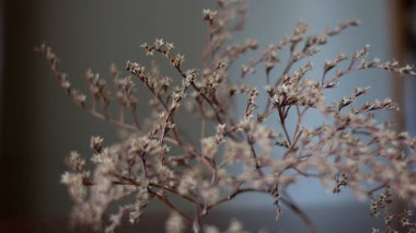 Kuru ince dal. Doğa kayboldu. Japon motifleri iç tasarım. Solana bitki. Solmuş çiçek. Nazik bir bitki. Çiçek arka plan.