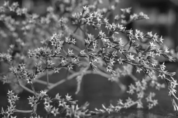 Ramo Fino Seco Desvanecimento Natureza Motivos Japoneses Design Interiores Planta — Fotografia de Stock