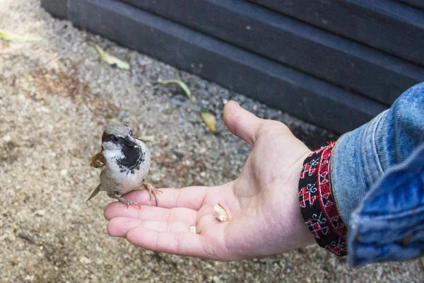 Feeding of birds. To feed from hands. A sparrow and a man. A trusting bird. Caring for the birds. A sparrow eating from a man\'s hand.