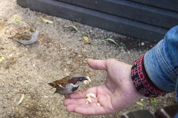 Besleme Birds Elinden Beslemek Için Bir Serçe Bir Adam Güvenen — Stok fotoğraf