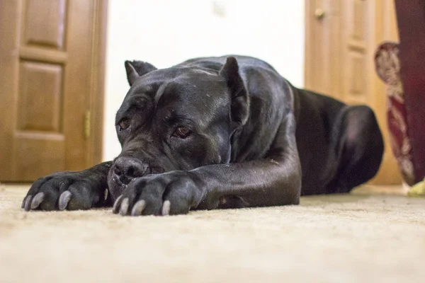 Pies Rasy Duże Ochroniarz Domu Terytorium Cane Corso Niebieski Kolor — Zdjęcie stockowe