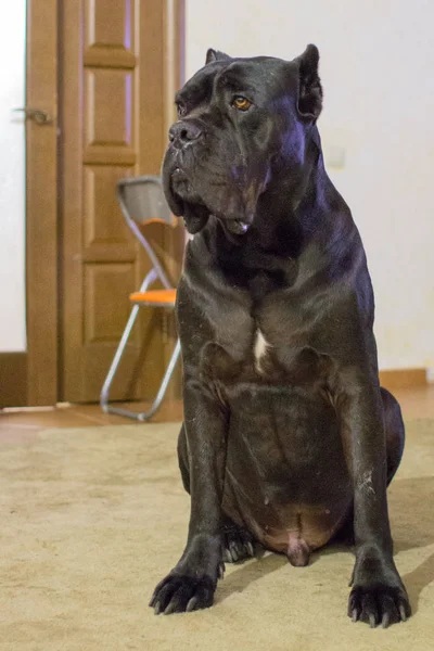 A domestic dog of a large breed. Security guard at home and territory. Cane Corso blue color. The dog is guarding the doorsA large breed of cane corso. Home favorite. The dog is in the apartment, in the house. Features of the breed.