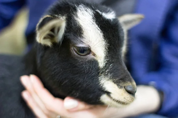 Ziegenminiaturrassen Ziegen Aus Nächster Nähe Schnauzen Schwarze Und Weiße Ziege — Stockfoto