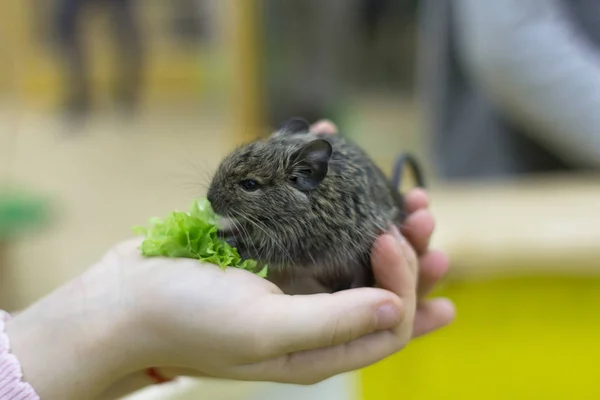 Rodent on the hand in the contact zoo. Squirrel with lettuce in hand. Squirrel in children\'s hands.